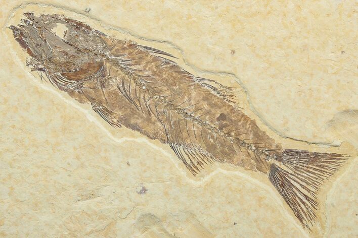 Uncommon Juvenile Fish Fossil (Mioplosus) - Wyoming #244627